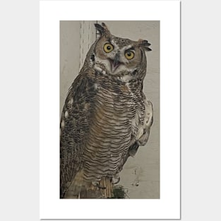 Great Horned Owl Posters and Art